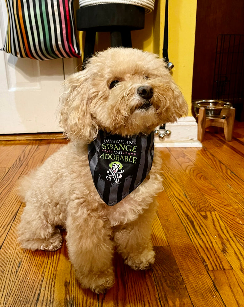 
                  
                    Strange and Adorable Bandana
                  
                